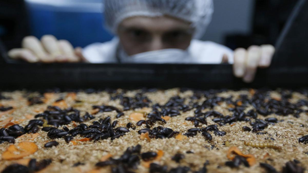 Singapore mulls insects for human consumption