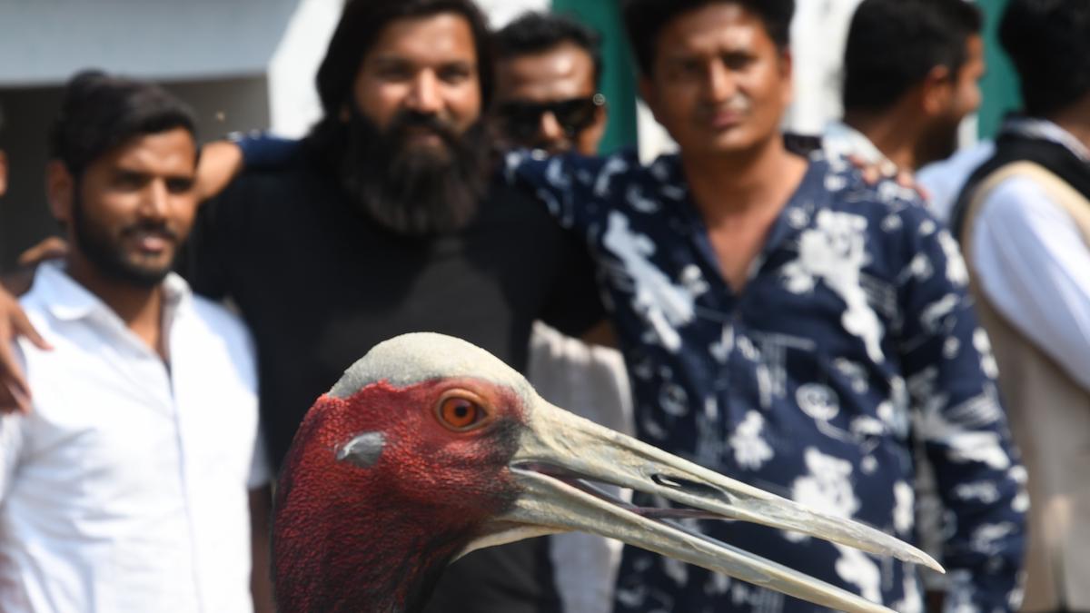 U.P.&rsquo;s &lsquo;missing&rsquo; sarus crane that&rsquo;s stirred up a hornet&rsquo;s nest in the State&rsquo;s politics