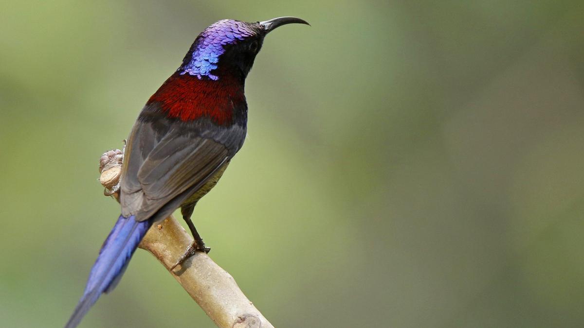 Endemic Bird Day: Birders in India all set to document birds on eBird