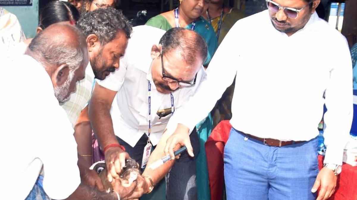 Vaccination against foot-and-mouth disease begins in Virudhunagar district