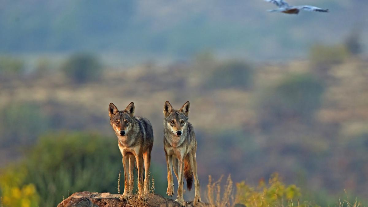 India’s missing wolves