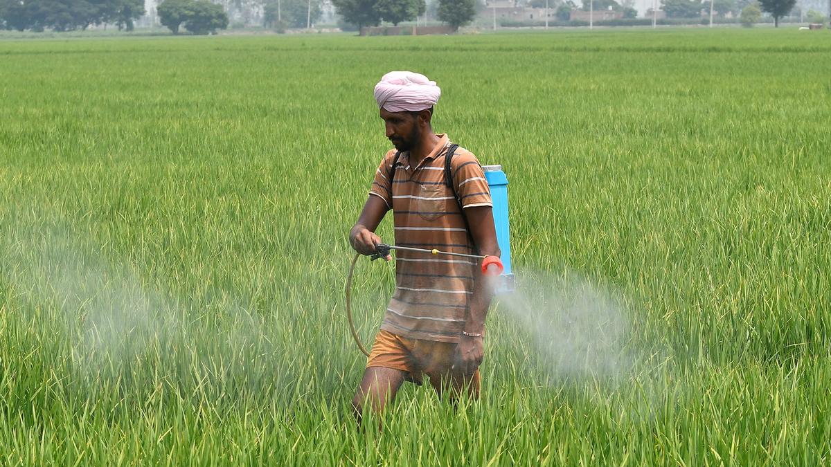 Open sale of hazardous pesticides continues to impact the health of farmers in Maharashtra