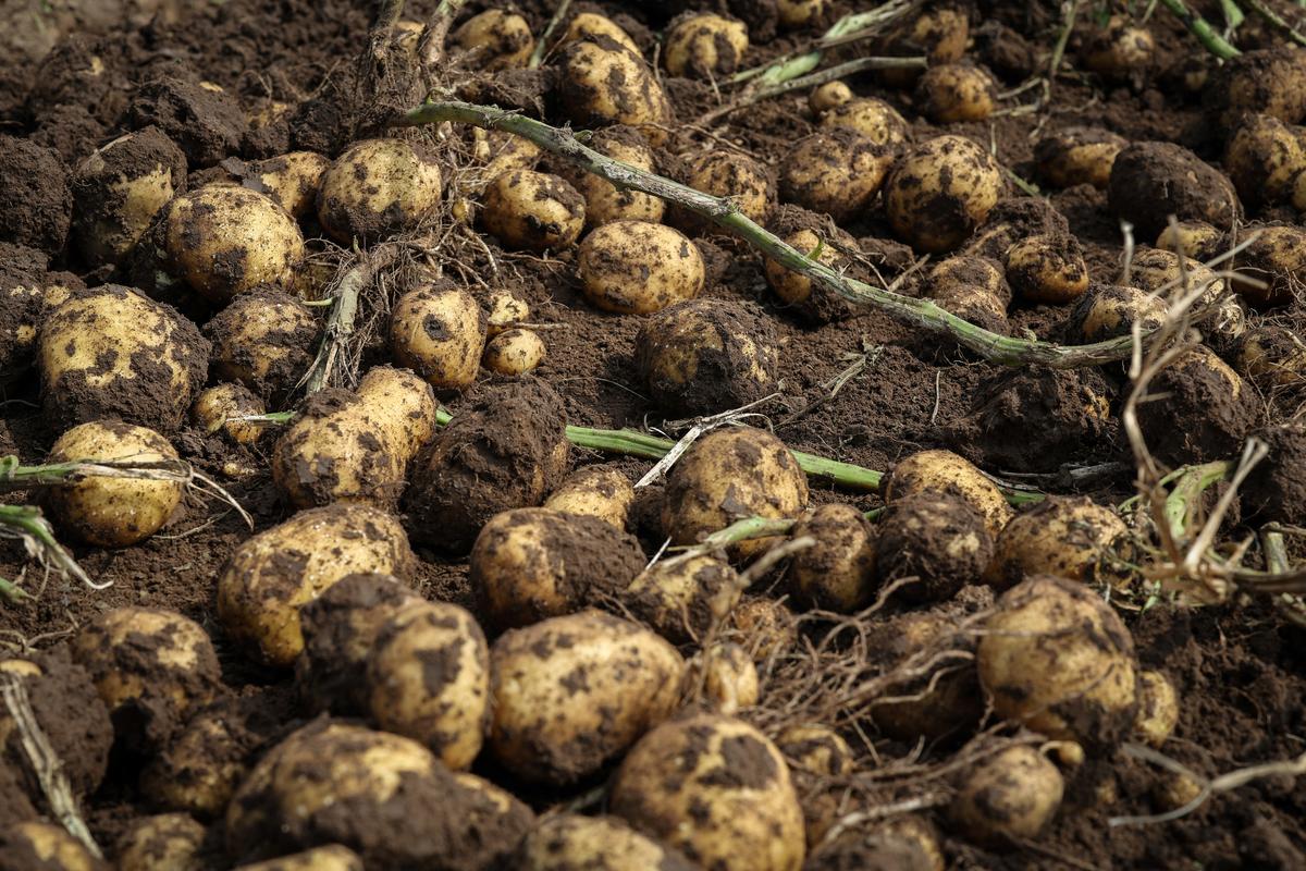 Potato tubers dug by harvesters lie in the ground, at a farm of Hebei Jiuen Agricultural Development Company, in Xilingol League, Inner Mongolia, China, 24 September 2024. China is the world's largest producer of potatoes, which is important for global food security, but they are particularly vulnerable to heat, and climate change, driven by fossil fuel emissions, pushes the temperature to dangerous new heights while also worsened. droughts and floods. 