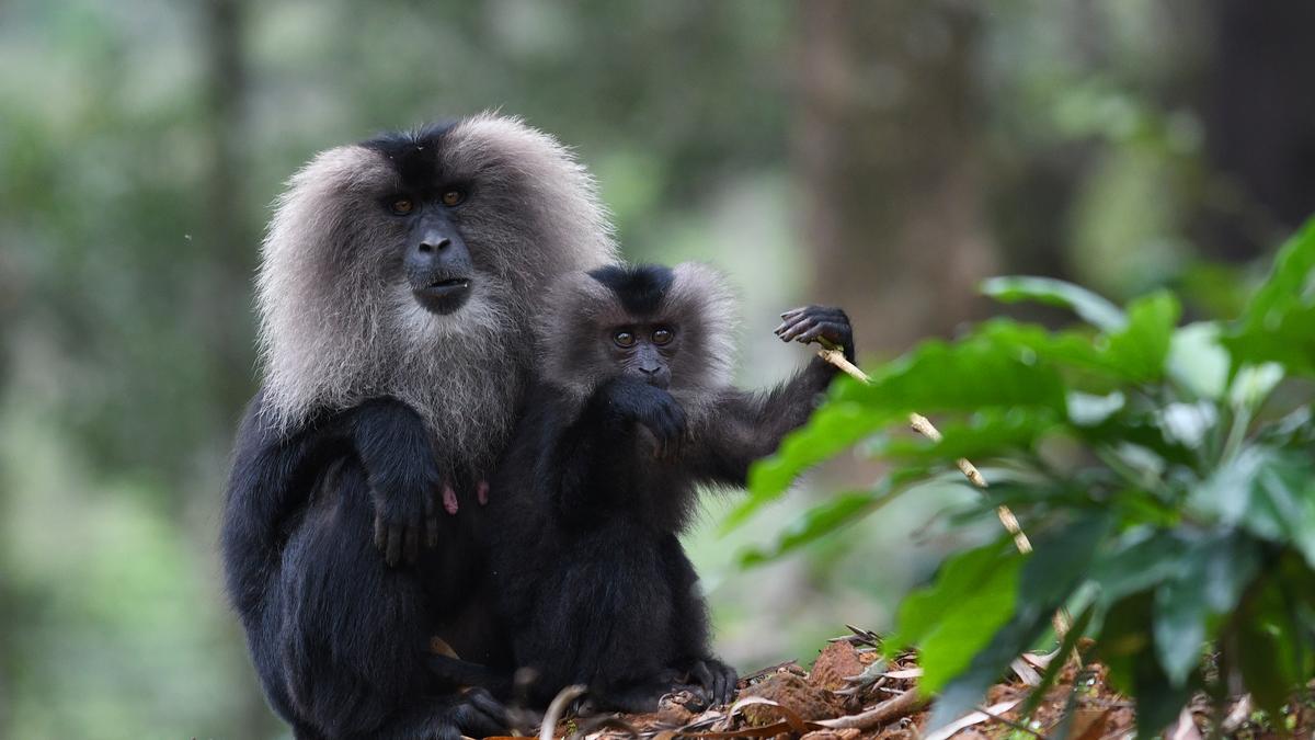 Birth of young lion-tailed macaque in Mysuru zoo raises hopes of breeding vulnerable species