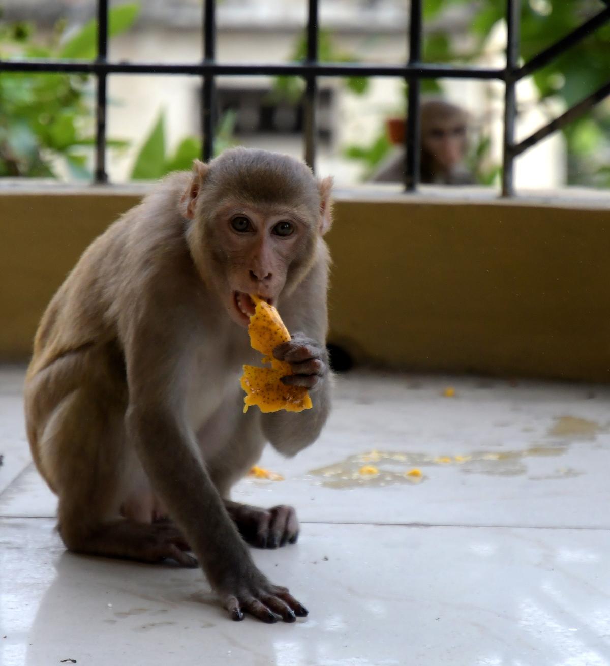 “When people provide food to these females, that bond is tested because the competition for the food becomes so high,” says Sinha. “When people provide food to these females, that bond is tested because the competition for the food becomes so high,” says Sinha.