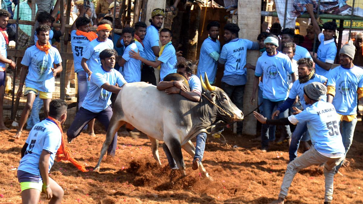 25 persons injured in jallikattu held near Dindigul