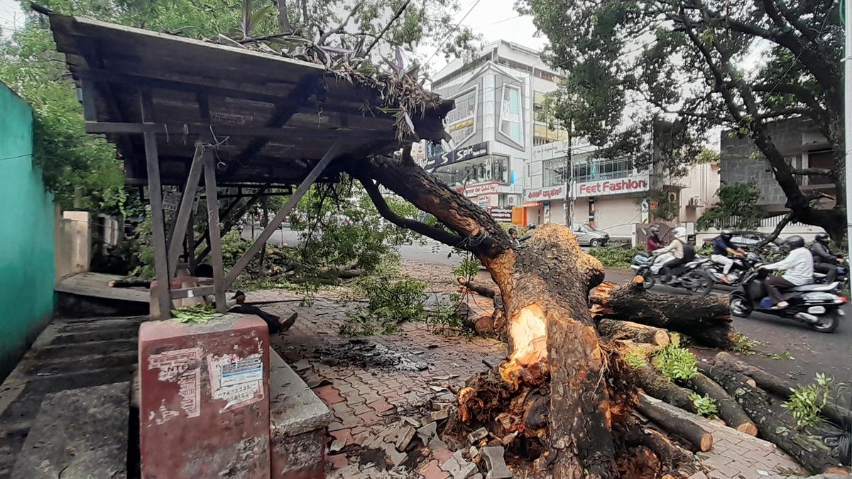 Auto driver who sustained head injuries in tree fall following rains in Bengaluru dies at hospital