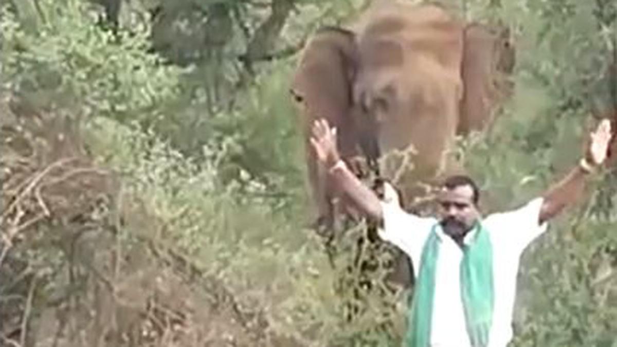 Man in Dharmapuri district, allegedly drunk, booked for provoking elephant