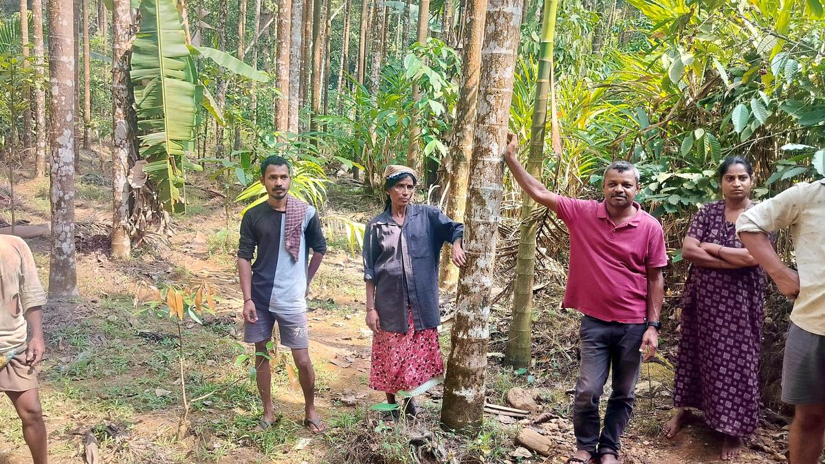 Declining areca yield, lack of amenities forcing residents of village surrounded by Kudremukh National Park in Karnataka to move out