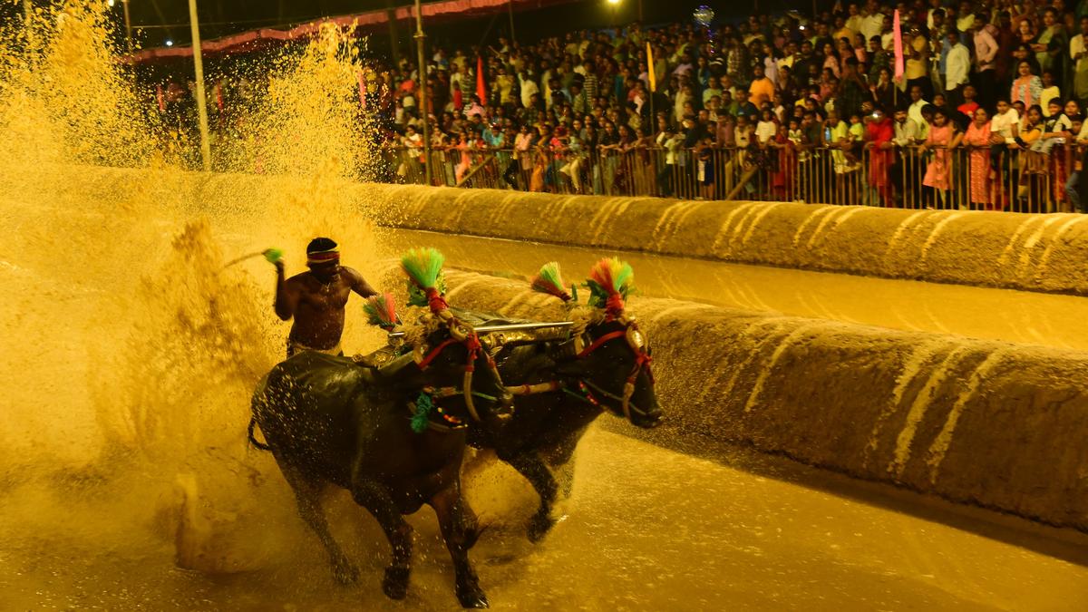 Udupi kambala association gets govt.’s recognition