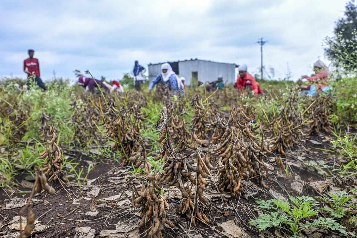 মারাঠাওয়াড়ায় সাম্প্রতিক বন্যার পরে বিড জেলার শ্রমিকরা একটি ক্ষেতে নষ্ট হয়ে যাওয়া সয়াবিন ফসল কাটছে।