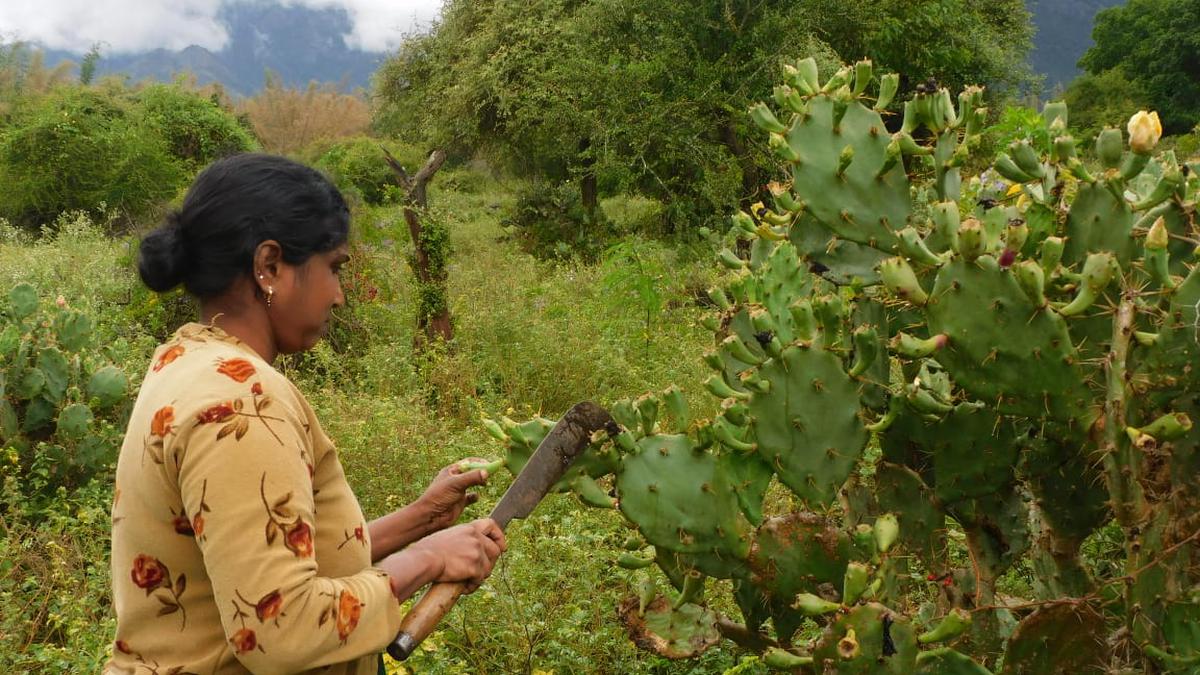 Declare prickly pear at Sigur plateau in the Nilgiris as ‘minor forest produce’: Conservationist