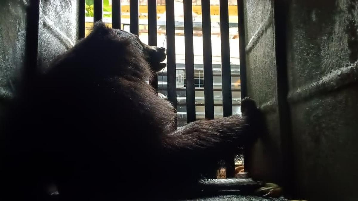 Bear finally caught after it roamed residential areas in Hosapete for months - The Hindu