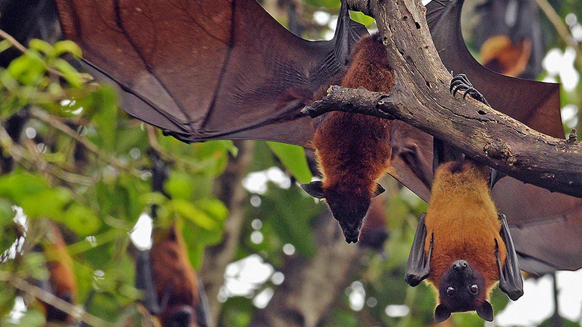 KFRI on a clear-the-air campaign for bats