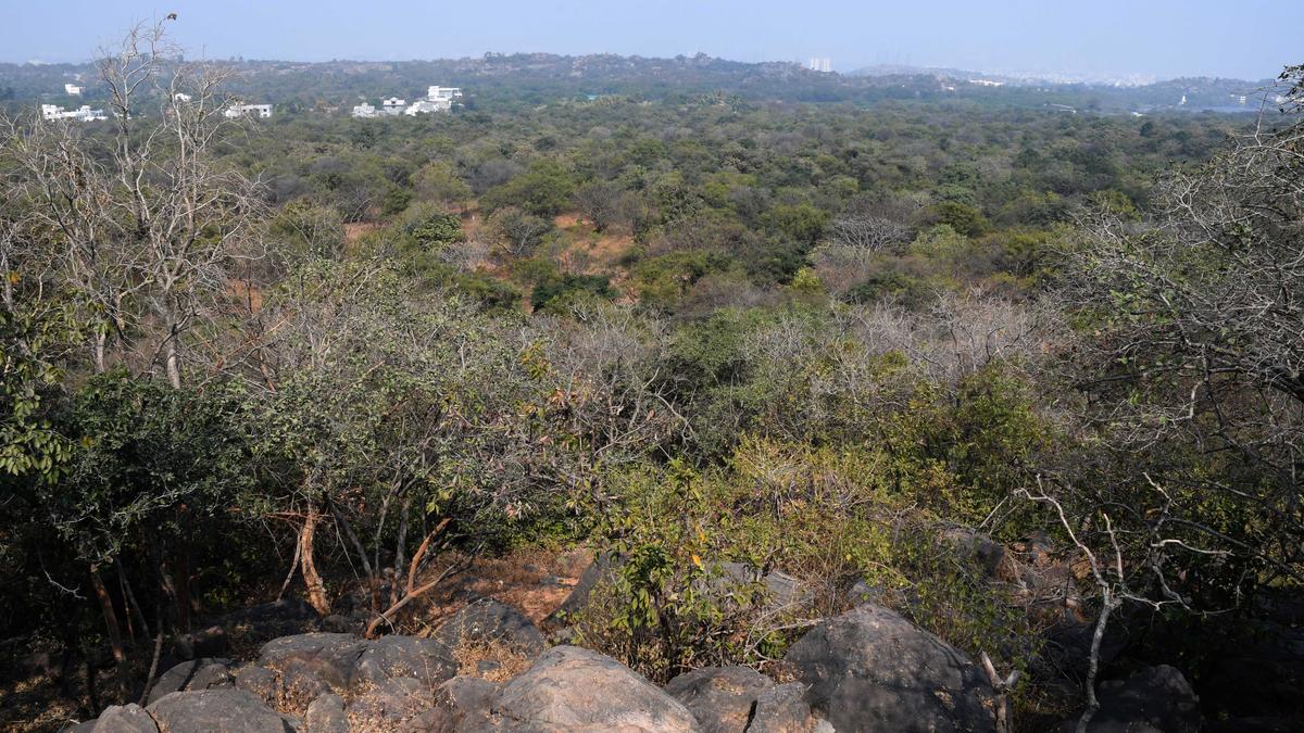 Eighty hectares of Mrugavani National Park disappear into thin air!