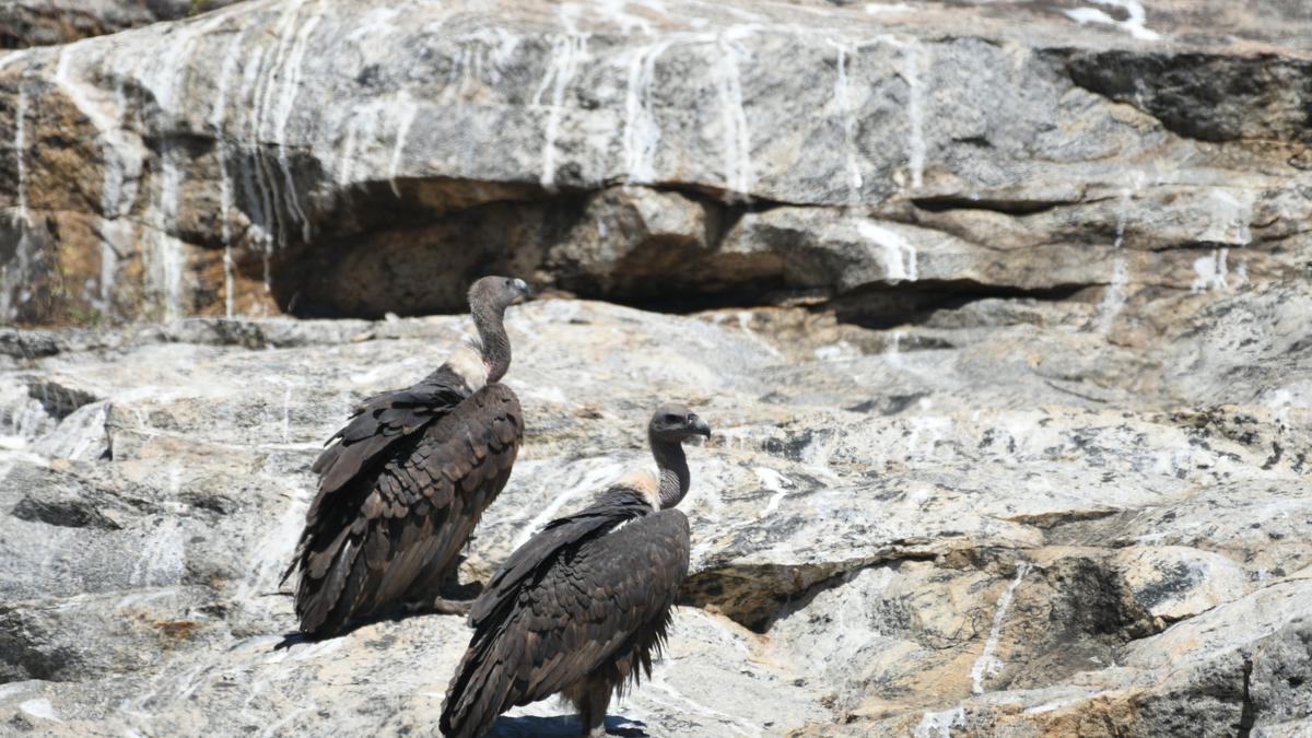 Watch | Why is the vulture population declining in the Nilgiris?