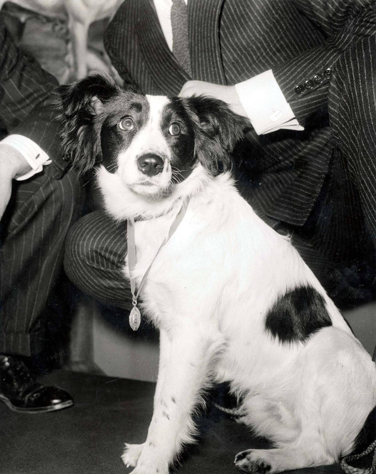 Pickles, the dog that found the World Cup trophy after it was stolen in England ahead of the 1966 World Cup