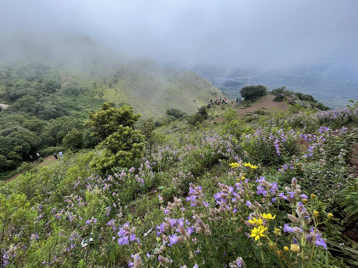 Next Kurinji Flower Season In Chikmagalur Best Flower Site