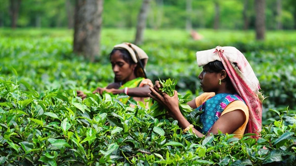 Small tea growers in Nilgiris demand creation of corpus fund