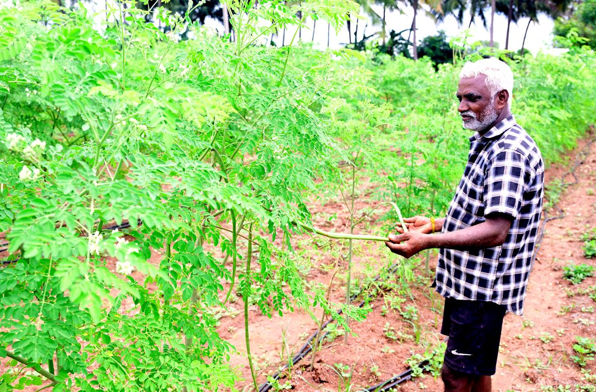 Moneyspinner in waiting: Farmer Subbian at his PKM-1 variety moringa farm at K. Pudukottai near Reddiyarchathiram in Dindigul district.
