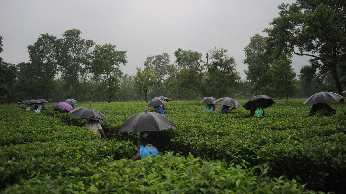 Bengal tea garden union says false cases being lodged against its members