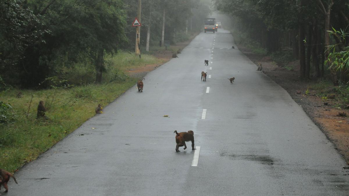 Primates in Northeast showing a drop in population sizes, finds CSIR-CCMB-led study