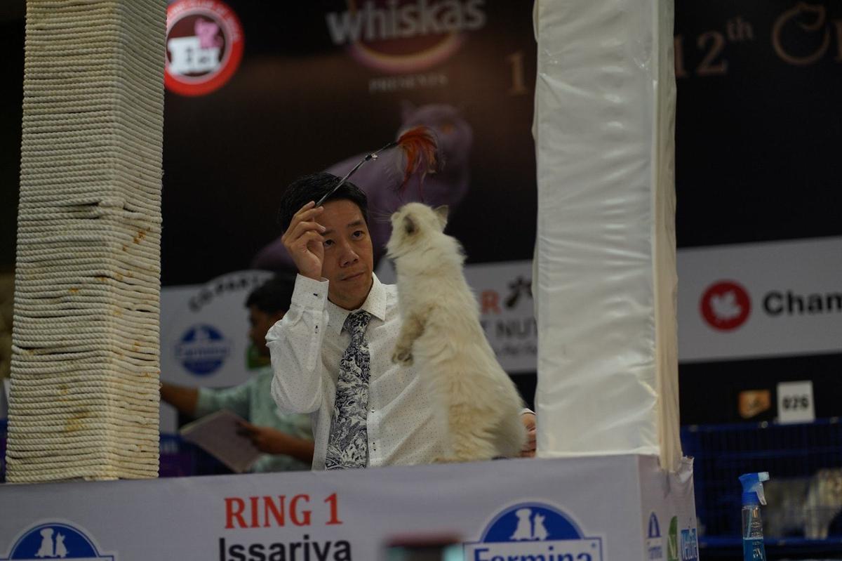 A cat show in Hyderabad for cat lovers