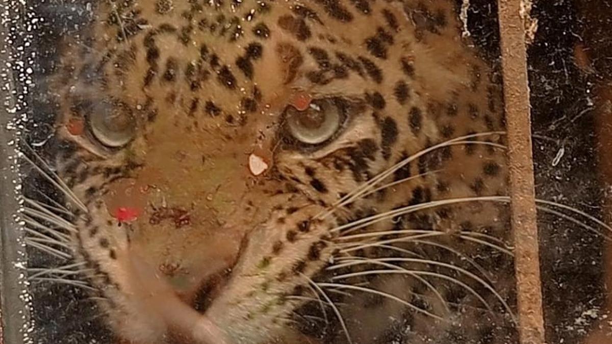 Leopard gets trapped inside building in Gudalur, rescue operation ongoing