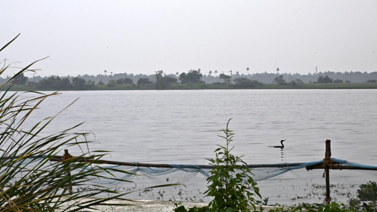 Activists demand treated sewage discharge to protect Coimbatore’s lakes