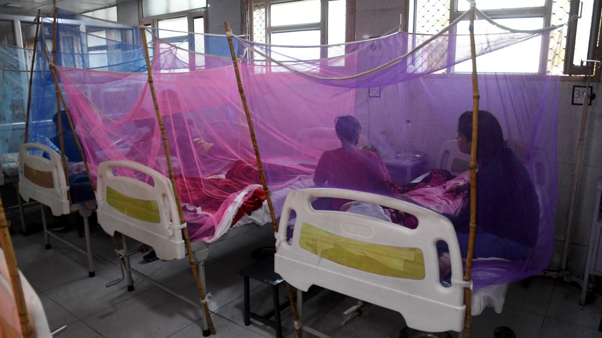 Climate change a leading reason for rise in number of dengue cases