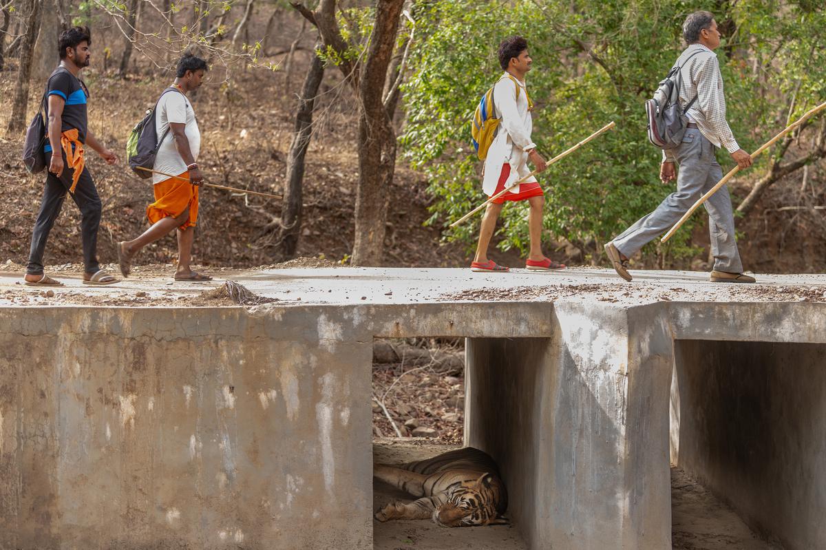 An Indian Tiger sleeps in the shade underneath a bridge at Zone 6 of Ranthambore National Park. Pilgrims returning from the Soleshwar Mahadev Temple pass over the bridge, unaware of the big cat beneath their feet. 