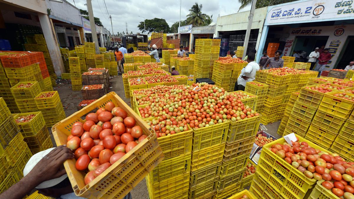 Rise in tomato prices leaves a sour taste