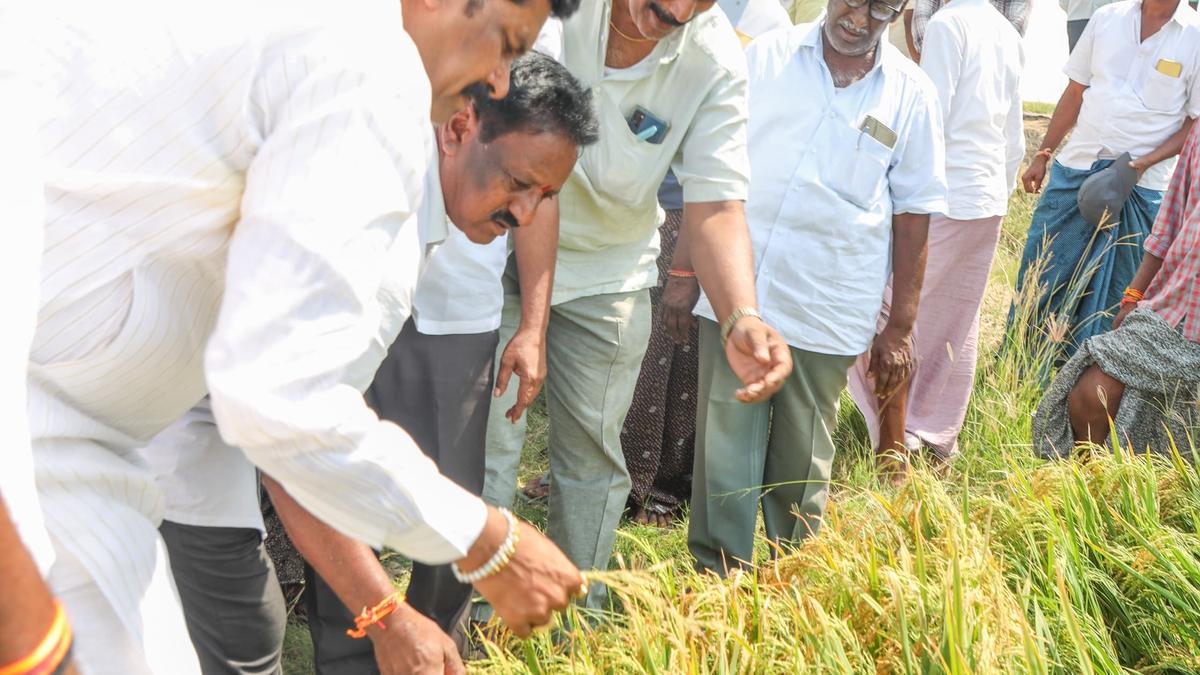 Hailstorm damages 12,722.46 hectares of crops in Koppal district of Karnataka, says Minister Shivaraj Tangadagi