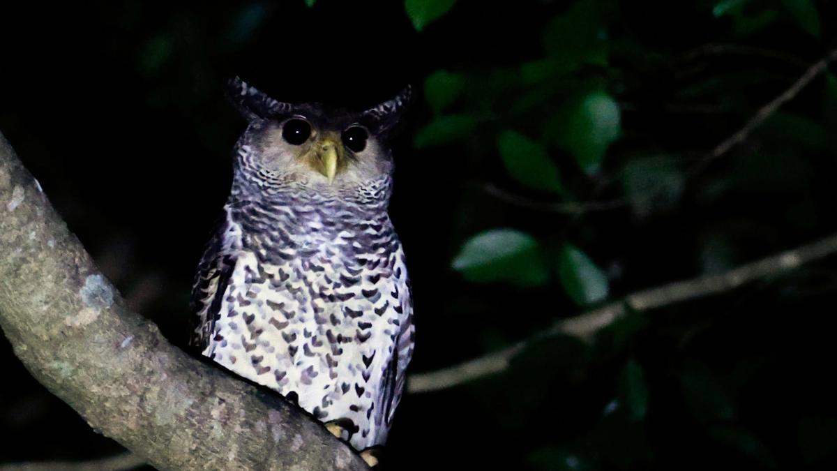 Spot Bellied Eagle Owl spotted in Seshachalam forest of Andhra Pradesh for the first time