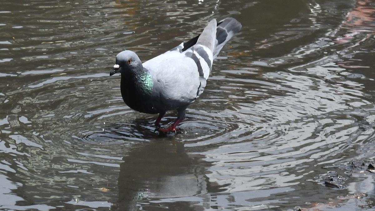 Odisha intensifying probe into pigeon having camera-like object fitted to leg