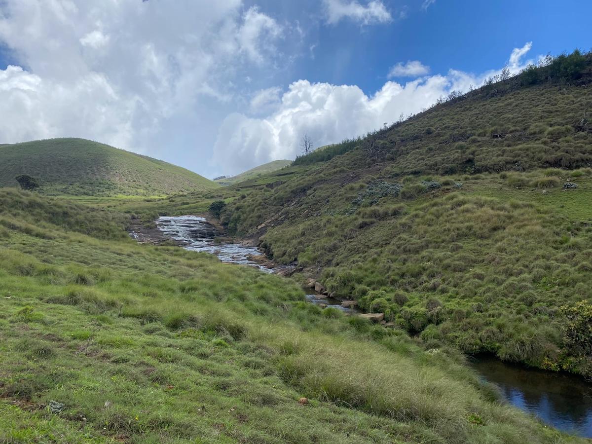 The Mukurthi National Park in the Nilgiris. 
