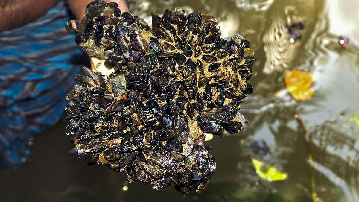 Invasive mussel species from Central and South America wiping out