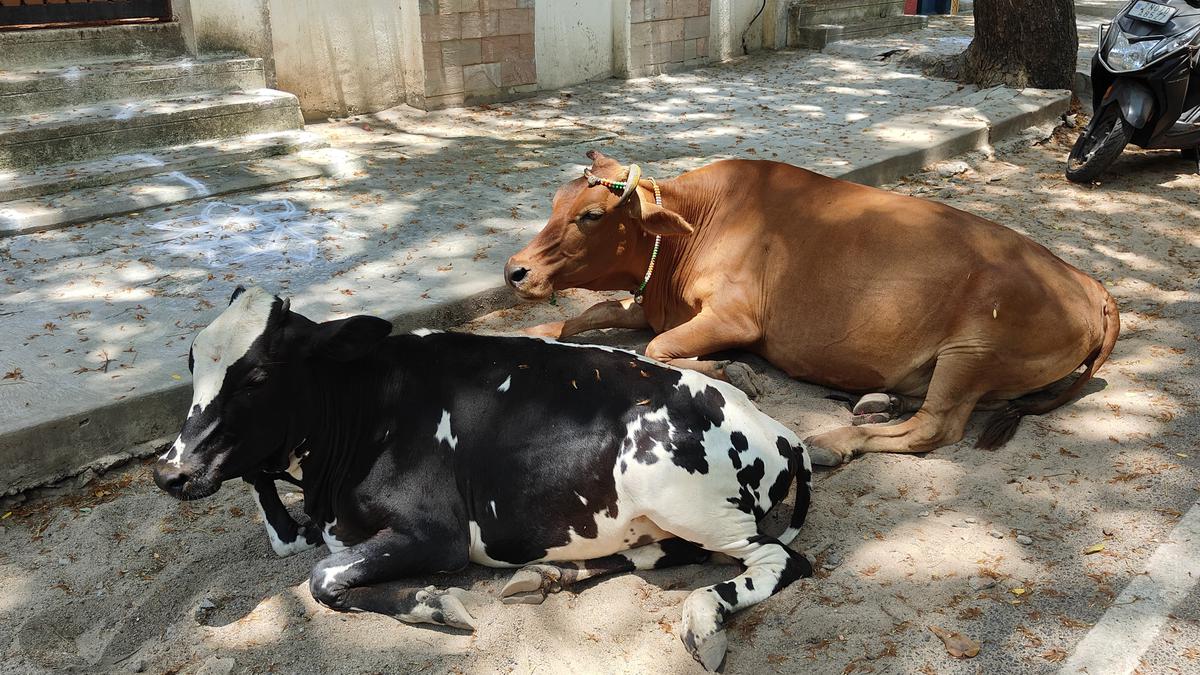 R.A. Puram residents want GCC to impound stray cattle regularly