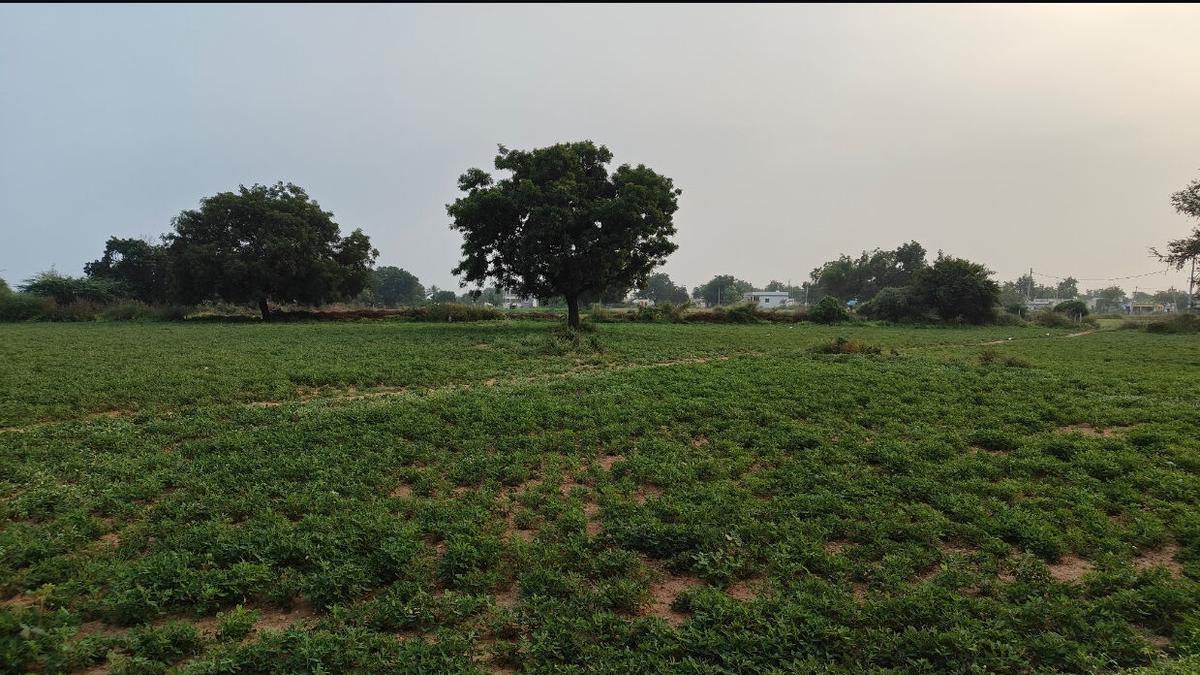 Farmers in Yadgir district sow groundnut as major crop for rabi season