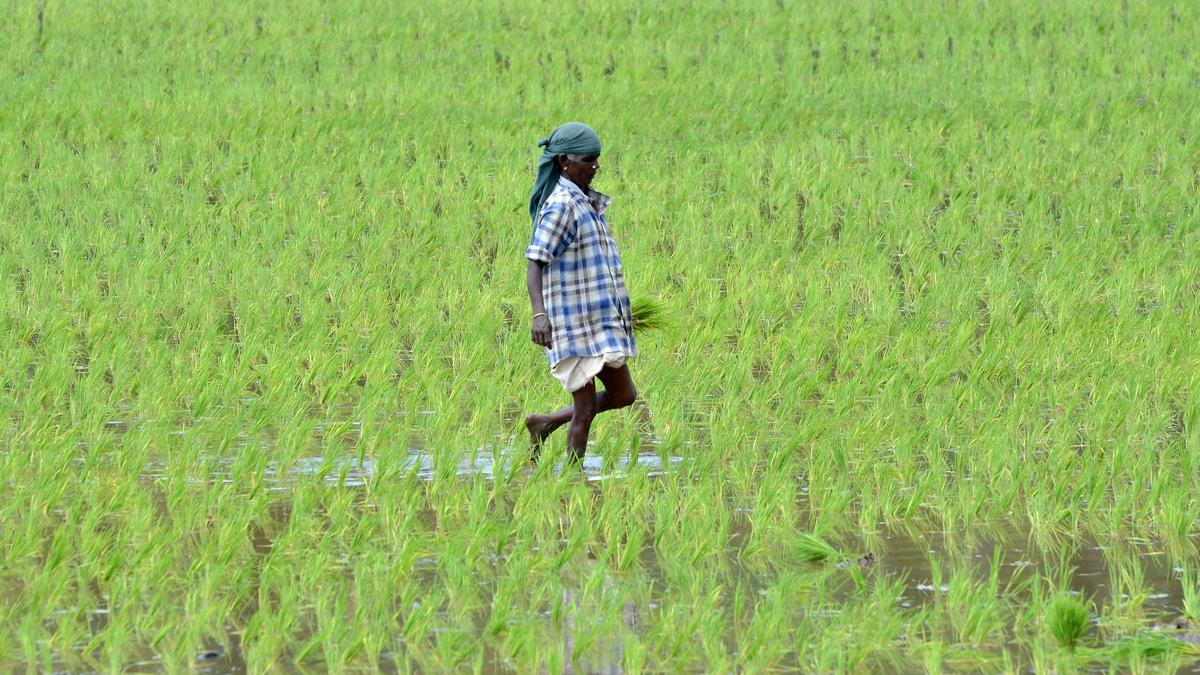 Agriculture Budget: T.N. announces special packages for delta and non-delta districts to increase crop area