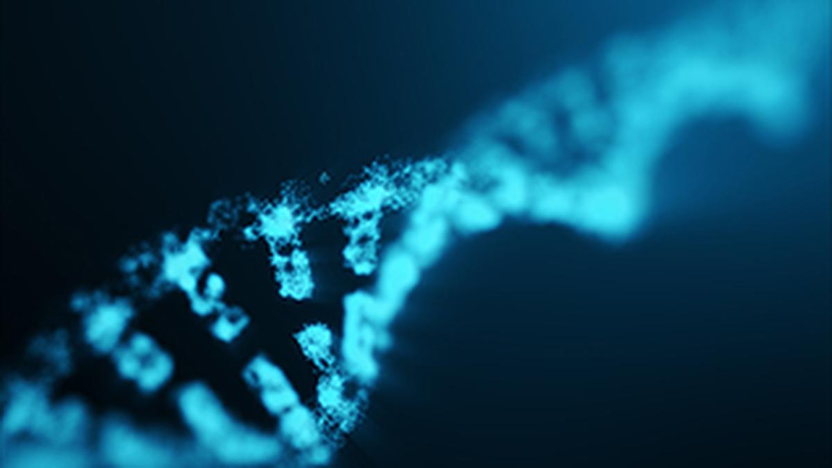 The ‘weird’ male Y chromosome has finally been fully sequenced. Can we now understand how it works, and how it evolved?