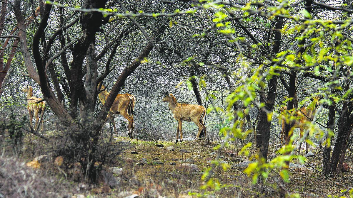 Retired IFS officers oppose Aravali Safari Park project due to environmental concerns, urges PM for conservation over destruction