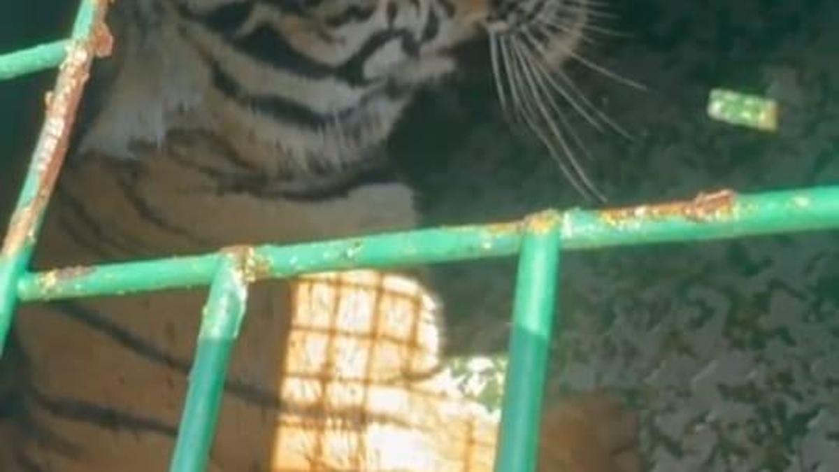 One more tiger cub captured in Chamarajanagar’s Nanjidevanapura
