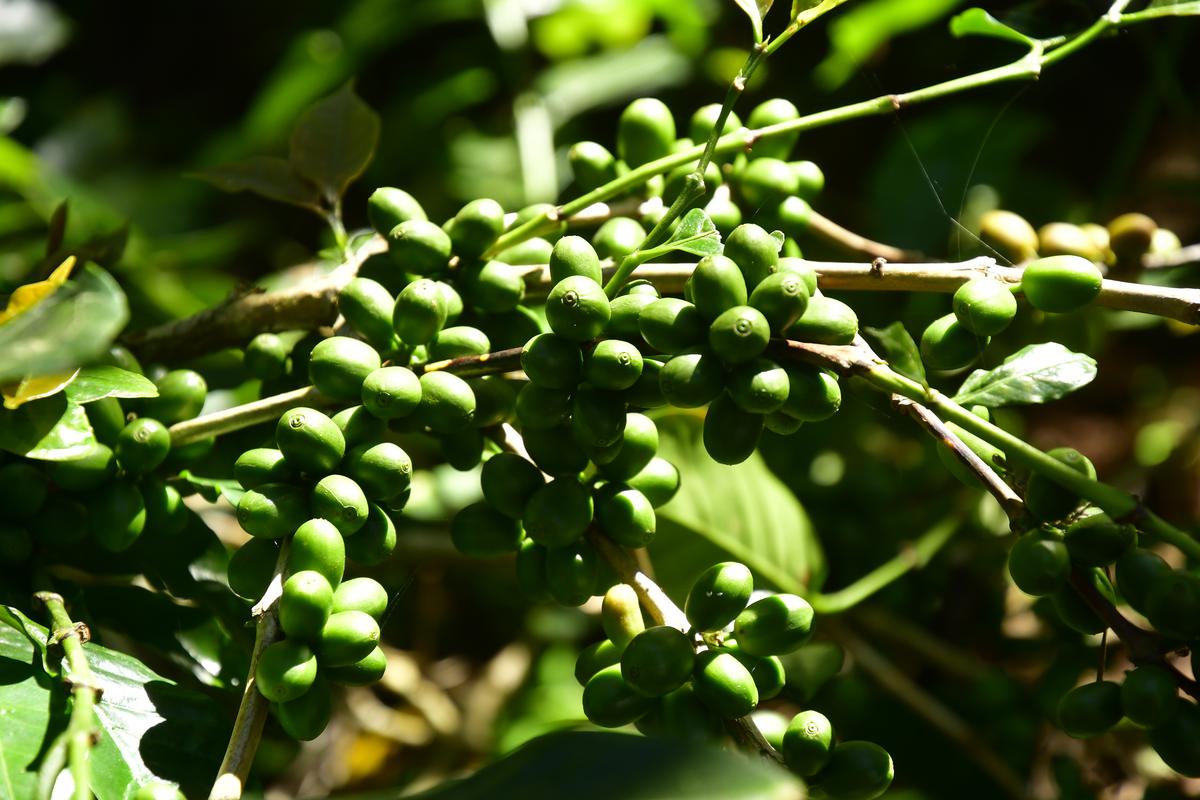 India has several speciality coffees and over three dozen estate brands for the global markets. Coffee beans at one of the plantations in Chikkamagaluru district.