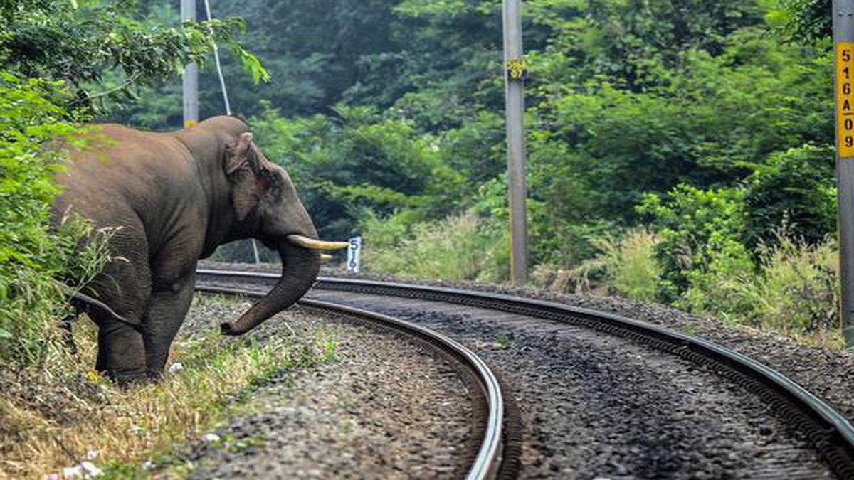 Railway staff saved 87 elephants from getting hit by trains on ghat section linking Tamil Nadu–Kerala from April this year
