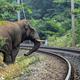 CB19 Elephant