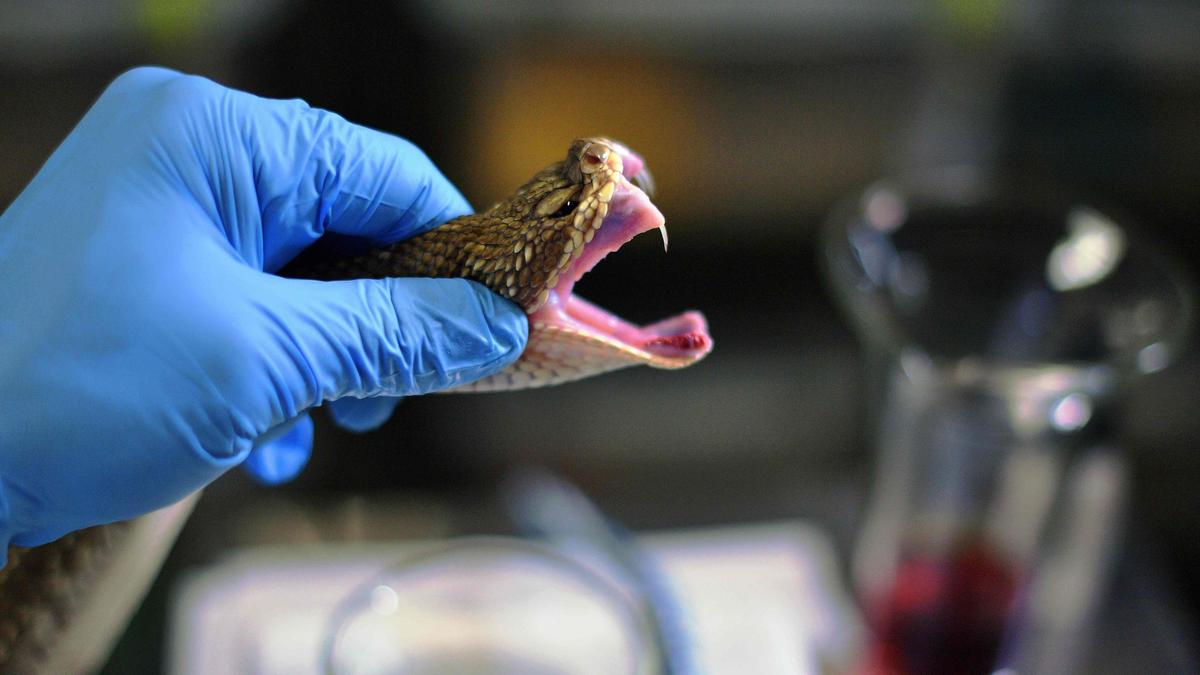 For snakebite management, training crucial for doctors to administer antivenom: experts