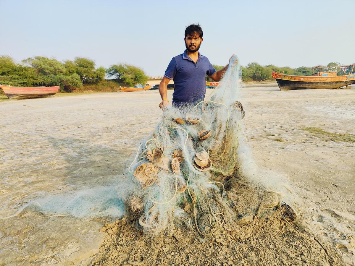 Researchers are rescuing rare horseshoe crabs entangled in fishing nets along Odisha coast in Balasore district.