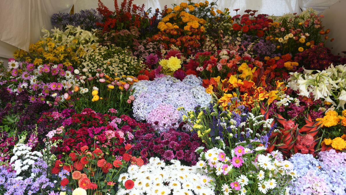 Ooty annual flower show dates revised