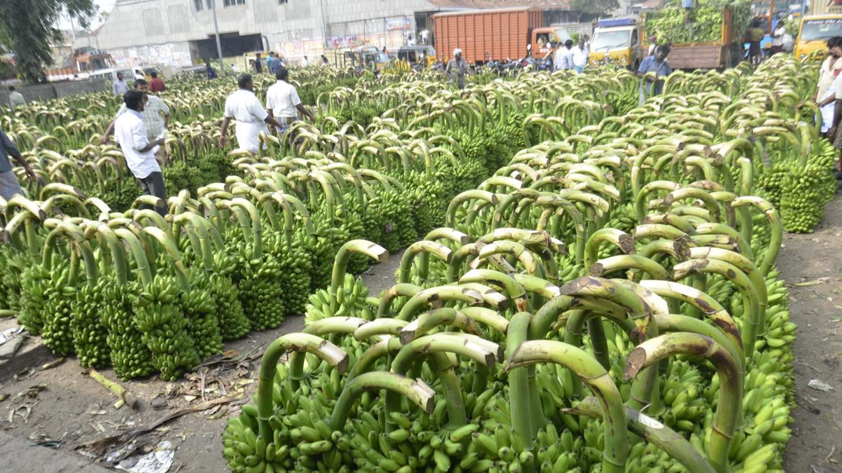 Banana waste to be made into biodegradable utilities at Koyambedu market